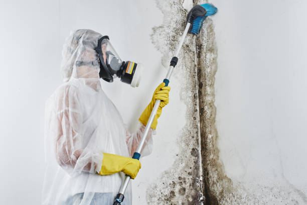 Attic Mold Removal in Ohatchee, AL