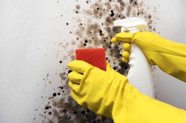 Best Crawl Space Mold Removal  in Ohatchee, AL