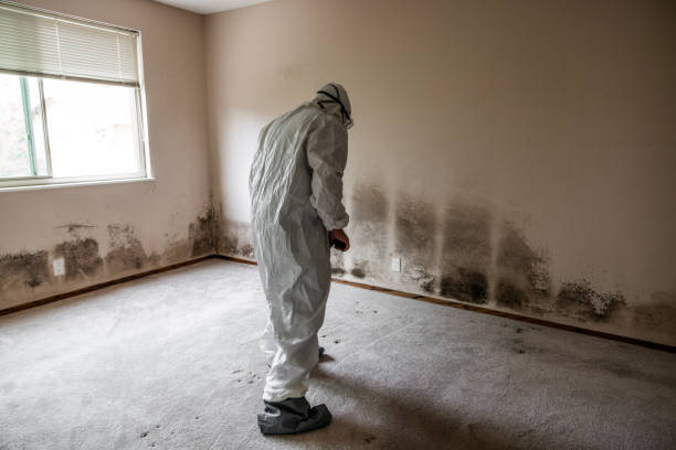 Professional Mold Removal in Ohatchee, AL