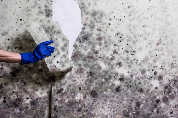 Best Mold Damage Repair  in Ohatchee, AL
